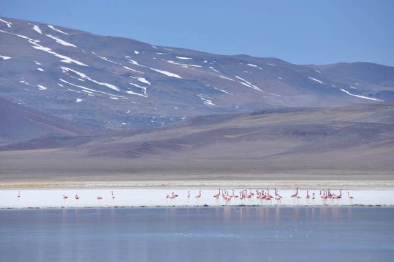 Os flamingos da Laguna Santa Rosa, no Parque Nacional Nevado Tres Cruces, região do Paso San Francisco, próximo à Copiapo, no Chile